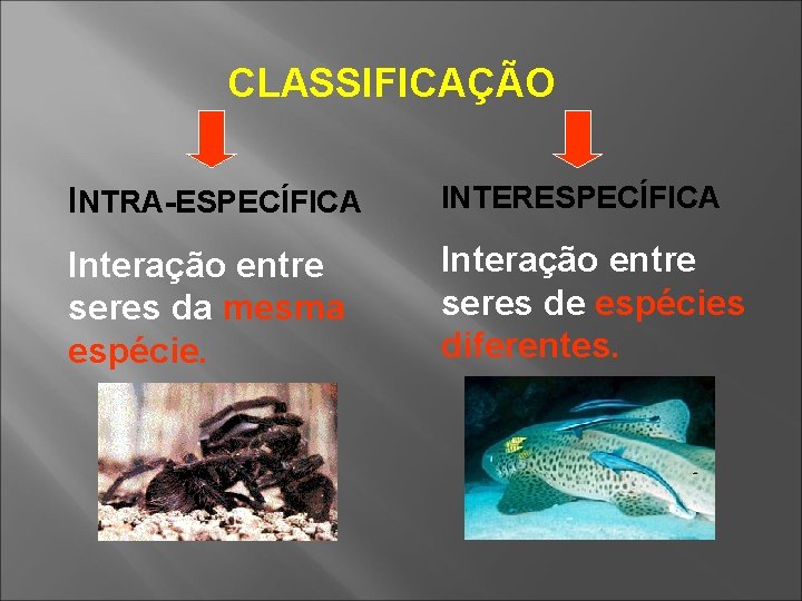 CLASSIFICAÇÃO INTRA-ESPECÍFICA INTERESPECÍFICA Interação entre seres da mesma espécie. Interação entre seres de espécies