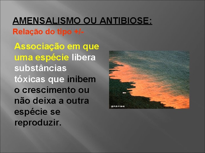 AMENSALISMO OU ANTIBIOSE: Relação do tipo +/- Associação em que uma espécie libera substâncias