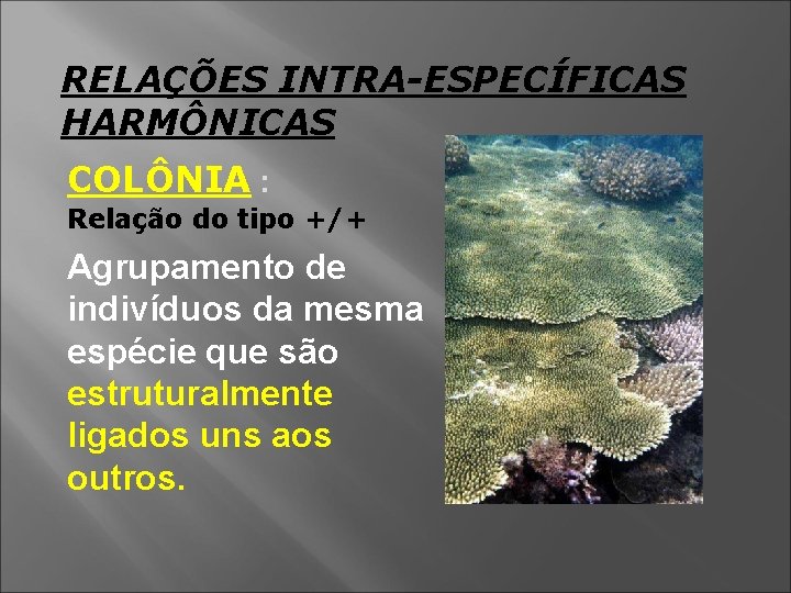 RELAÇÕES INTRA-ESPECÍFICAS HARMÔNICAS COLÔNIA : Relação do tipo +/+ Agrupamento de indivíduos da mesma
