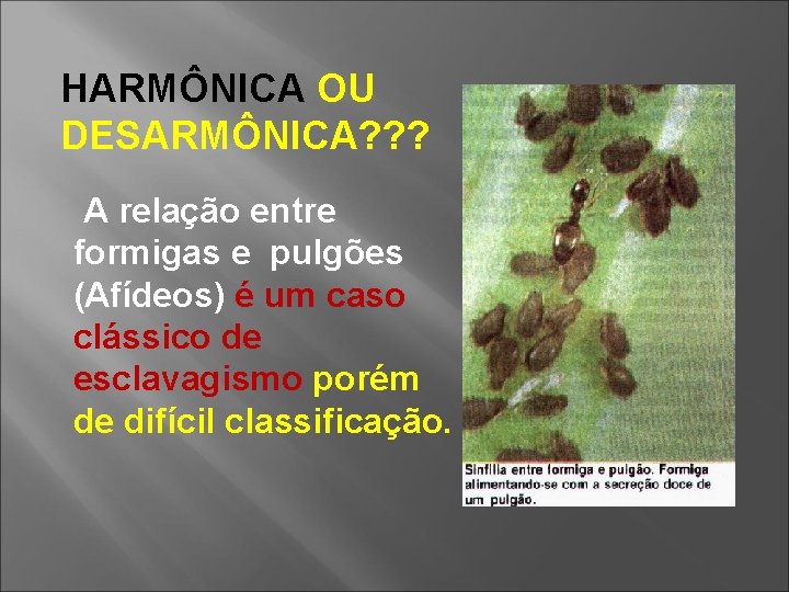 HARMÔNICA OU DESARMÔNICA? ? ? A relação entre formigas e pulgões (Afídeos) é um