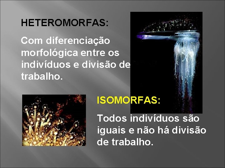 HETEROMORFAS: Com diferenciação morfológica entre os indivíduos e divisão de trabalho. ISOMORFAS: Todos indivíduos