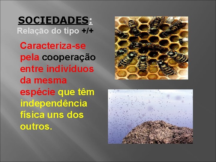 SOCIEDADES: Relação do tipo +/+ Caracteriza-se pela cooperação entre indivíduos da mesma espécie que