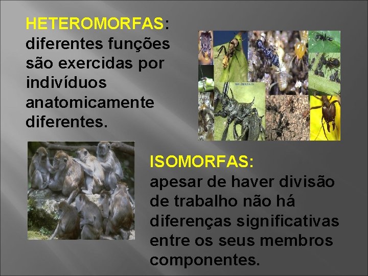 HETEROMORFAS: diferentes funções são exercidas por indivíduos anatomicamente diferentes. ISOMORFAS: apesar de haver divisão