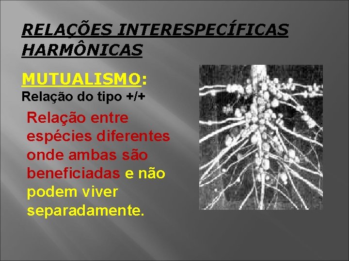 RELAÇÕES INTERESPECÍFICAS HARMÔNICAS MUTUALISMO: Relação do tipo +/+ Relação entre espécies diferentes onde ambas