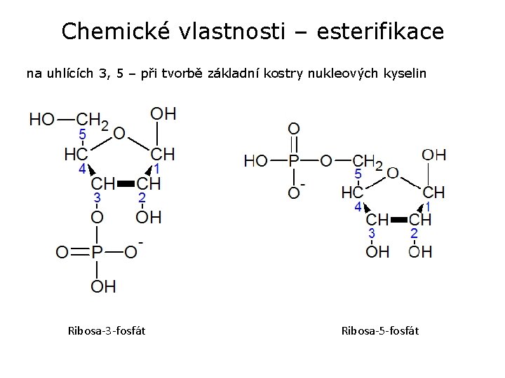 Chemické vlastnosti – esterifikace na uhlících 3, 5 – při tvorbě základní kostry nukleových Chemické vlastnosti – esterifikace na uhlících 3, 5 – při tvorbě základní kostry nukleových
