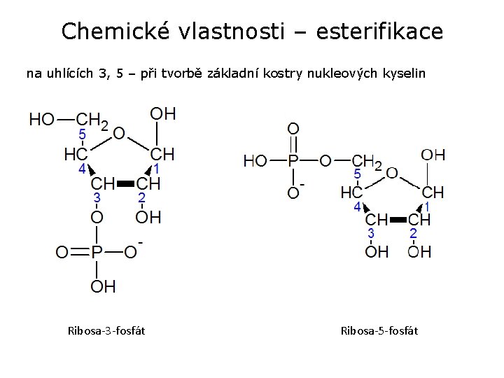 Chemické vlastnosti – esterifikace na uhlících 3, 5 – při tvorbě základní kostry nukleových