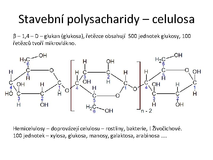 Stavební polysacharidy – celulosa β – 1, 4 – D – glukan (glukosa), řetězce Stavební polysacharidy – celulosa β – 1, 4 – D – glukan (glukosa), řetězce