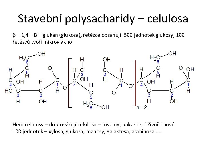 Stavební polysacharidy – celulosa β – 1, 4 – D – glukan (glukosa), řetězce