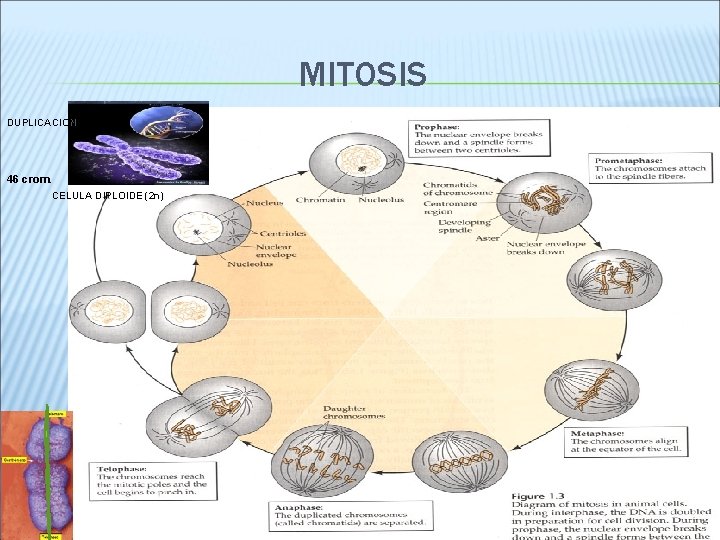 MITOSIS DUPLICACION 46 crom. CELULA DIPLOIDE (2 n) 