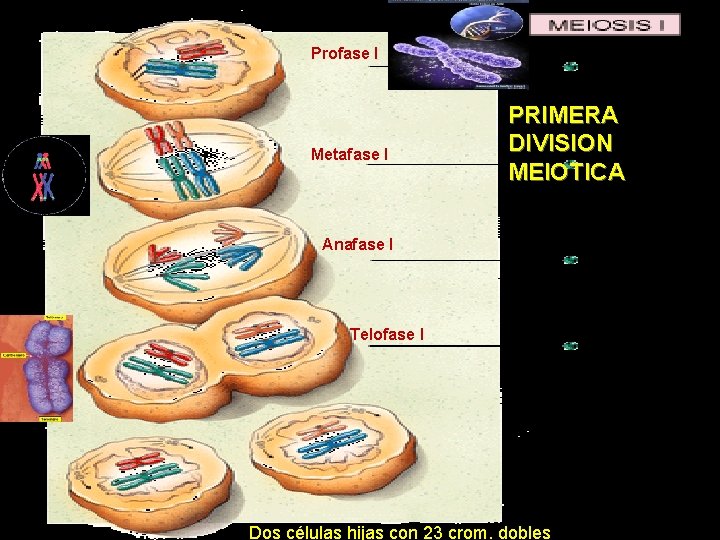 Profase I Metafase I PRIMERA DIVISION MEIOTICA Anafase I Telofase I Dos células hijas