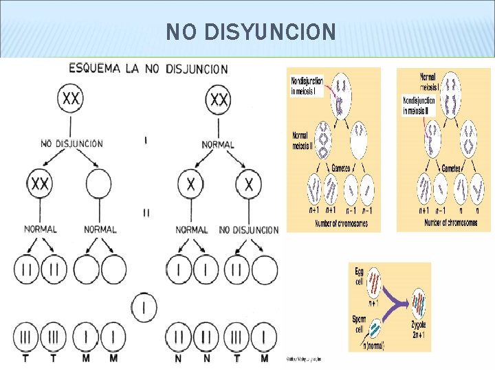 NO DISYUNCION 