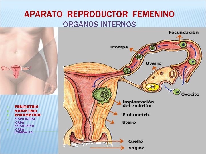 APARATO REPRODUCTOR FEMENINO ORGANOS INTERNOS 1. 2. 3. Ø Ø Ø PERIMETRIO MIOMETRIO ENDOMETRIO: