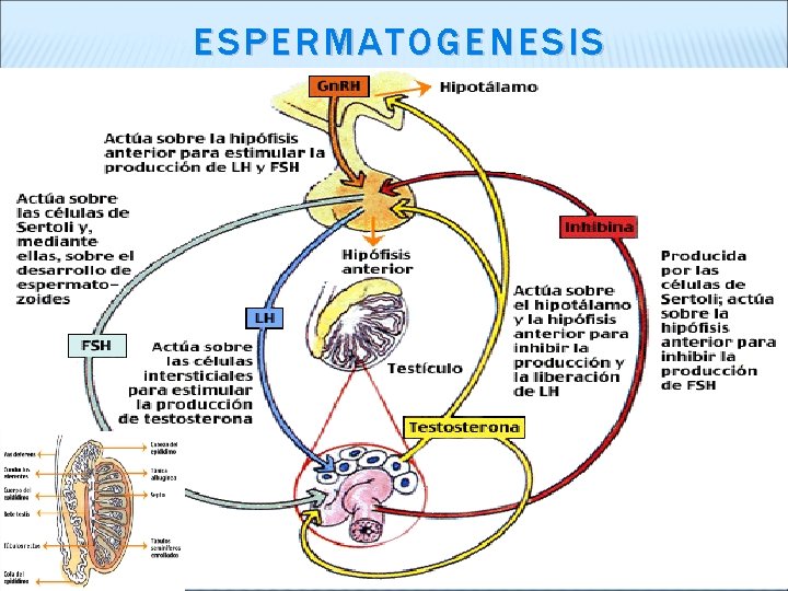 ESPERMATOGENESIS 