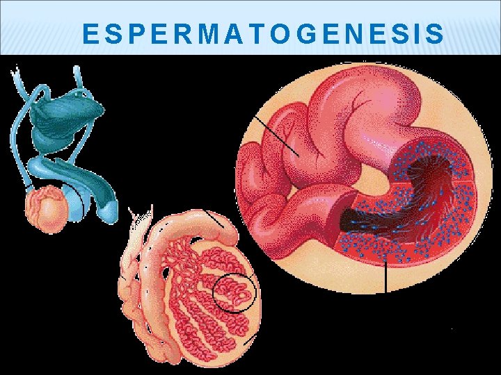 ESPERMATOGENESIS 