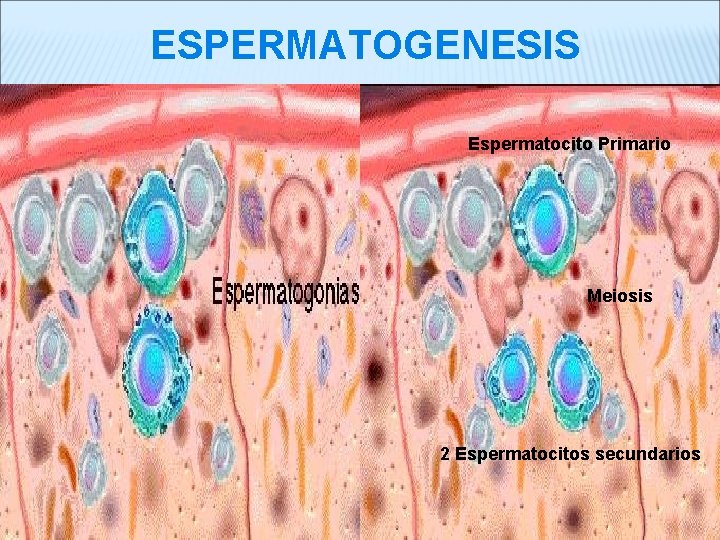 ESPERMATOGENESIS Espermatocito Primario Meiosis MEIOSIS 2 Espermatocitos Secundarios 2 Espermatocitos secundarios 