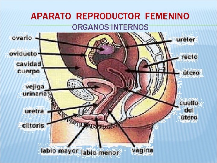 APARATO REPRODUCTOR FEMENINO ORGANOS INTERNOS 