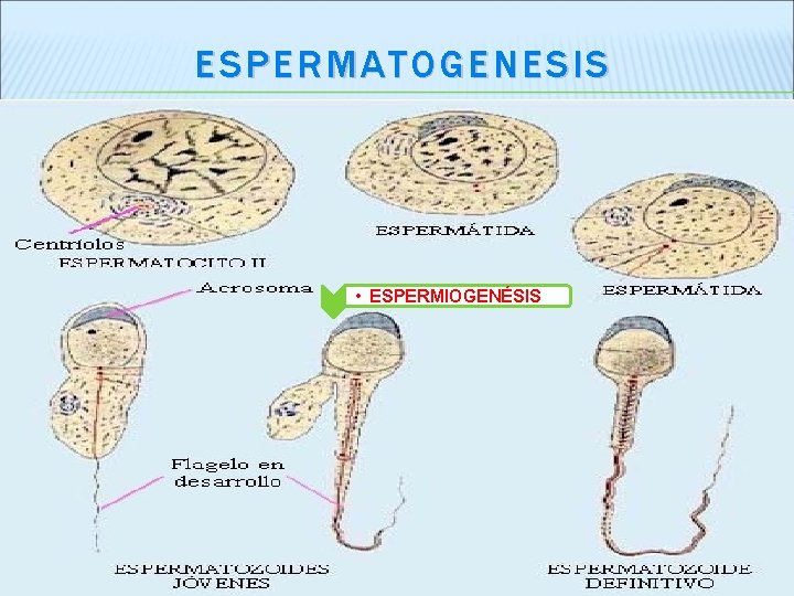 ESPERMATOGENESIS • ESPERMIOGENÉSIS 