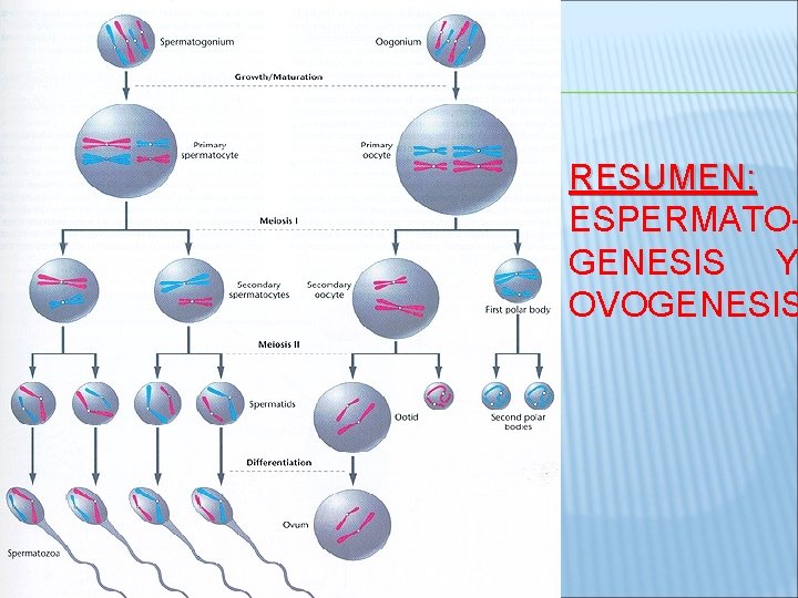 RESUMEN: ESPERMATOGENESIS Y OVOGENESIS 