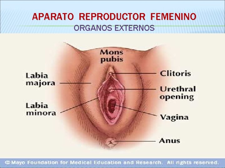 APARATO REPRODUCTOR FEMENINO ORGANOS EXTERNOS 