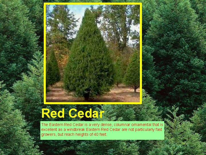 Red Cedar The Eastern Red Cedar is a very dense, columnar ornamental that is