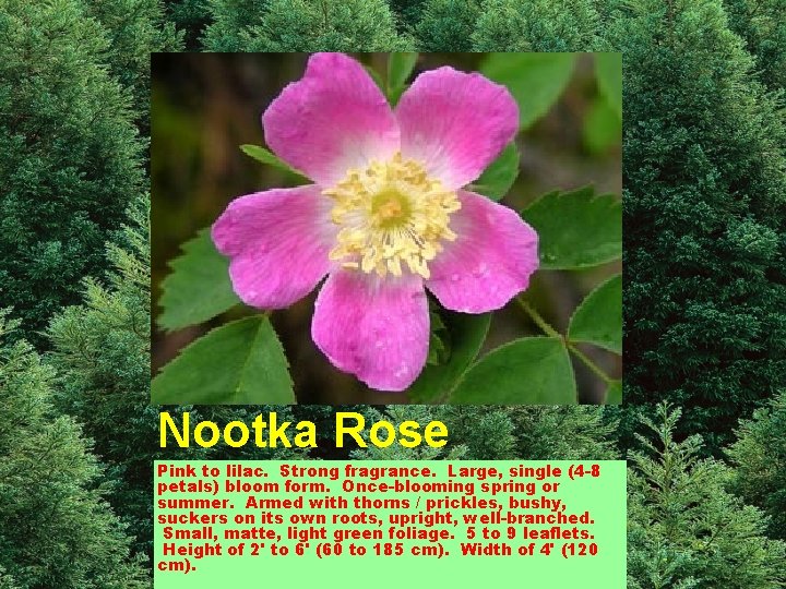 Nootka Rose Pink to lilac. Strong fragrance. Large, single (4 -8 petals) bloom form.