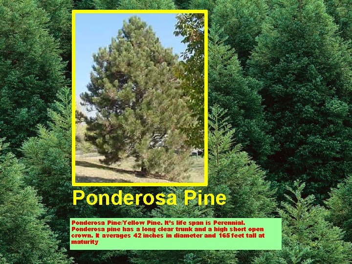 Ponderosa Pine/Yellow Pine. It’s life span is Perennial. Ponderosa pine has a long clear