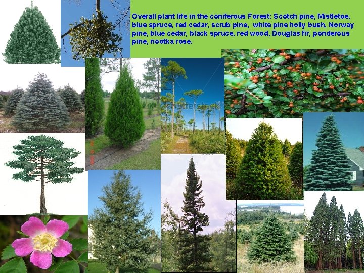 Overall plant life in the coniferous Forest: Scotch pine, Mistletoe, blue spruce, red cedar,
