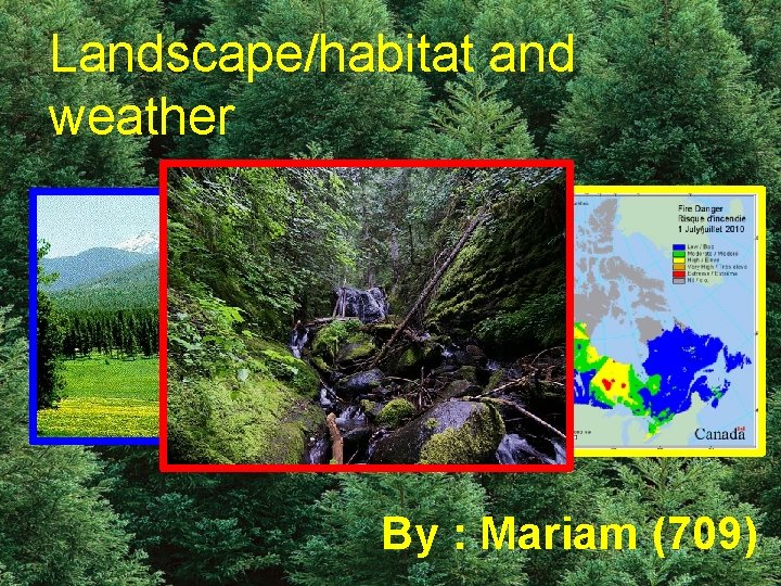 Landscape/habitat and weather By : Mariam (709) 