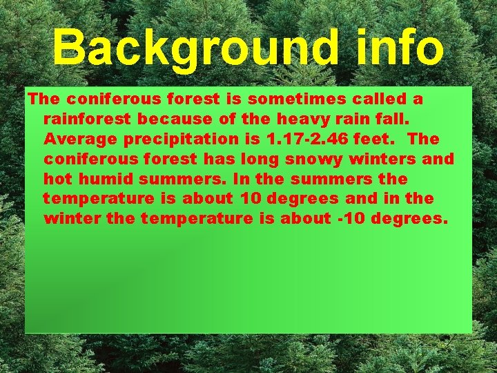 Background info The coniferous forest is sometimes called a rainforest because of the heavy