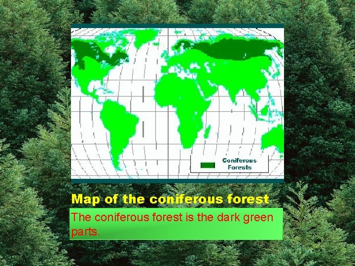 Map of the coniferous forest The coniferous forest is the dark green parts. 