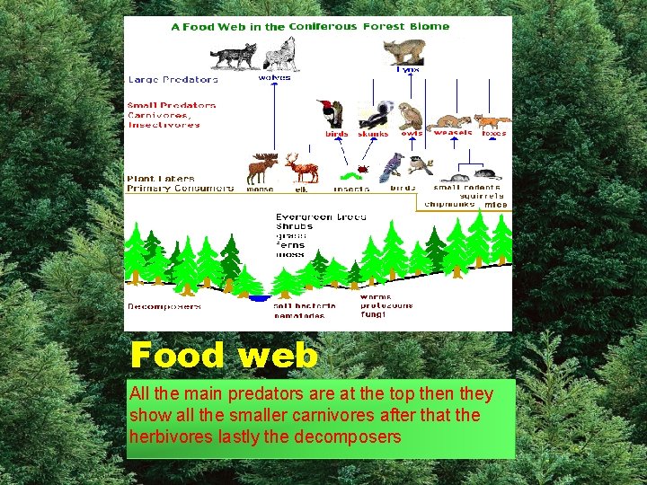 Food web All the main predators are at the top then they show all
