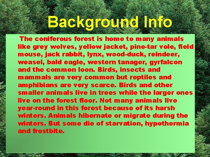  Background Info The coniferous forest is home to many animals like grey wolves,