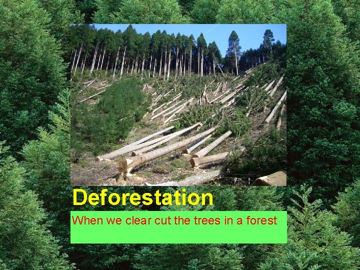 Deforestation When we clear cut the trees in a forest 