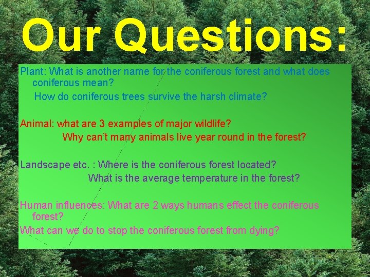 Our Questions: Plant: What is another name for the coniferous forest and what does