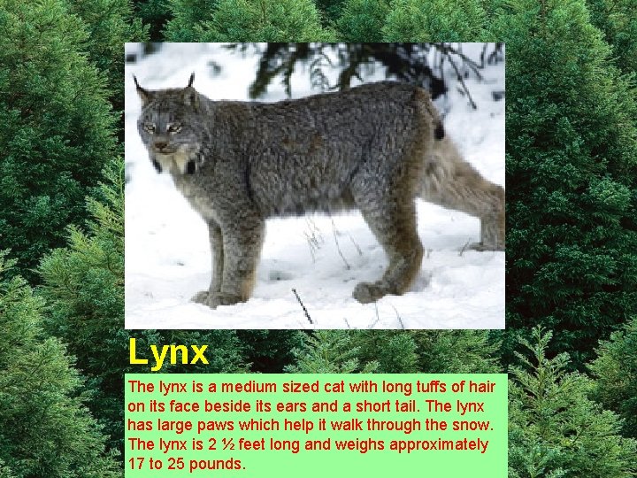 Lynx The lynx is a medium sized cat with long tuffs of hair on