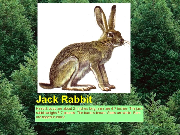 Jack Rabbit Head & body are about 21 inches long, ears are 6 -7