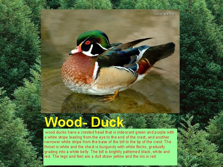Wood- Duck wood ducks have a crested head that is iridescent green and purple