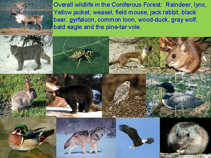 Overall wildlife in the Coniferous Forest: Reindeer, lynx, Yellow jacket, weasel, field mouse, jack