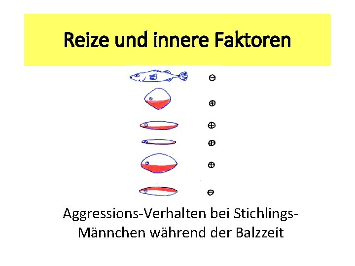 Reize und innere Faktoren Aggressions-Verhalten bei Stichlings. Männchen während der Balzzeit 