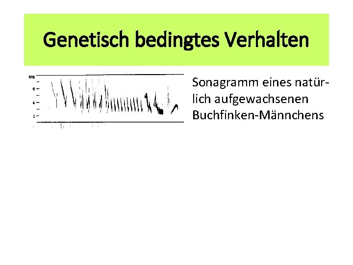 Genetisch bedingtes Verhalten Sonagramm eines natürlich aufgewachsenen Buchfinken-Männchens 