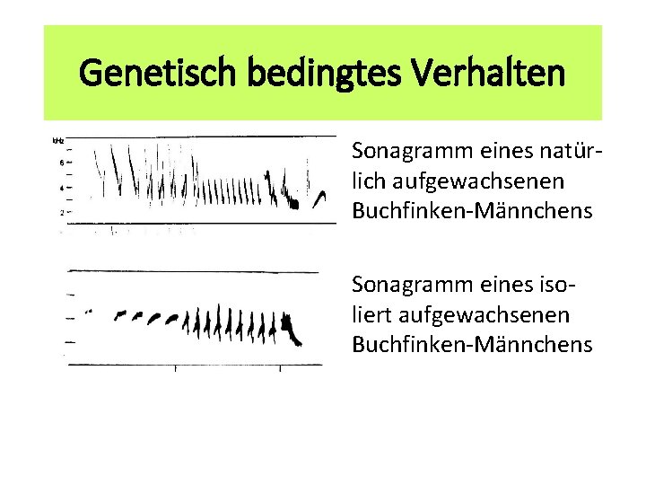 Genetisch bedingtes Verhalten Sonagramm eines natürlich aufgewachsenen Buchfinken-Männchens Sonagramm eines isoliert aufgewachsenen Buchfinken-Männchens 