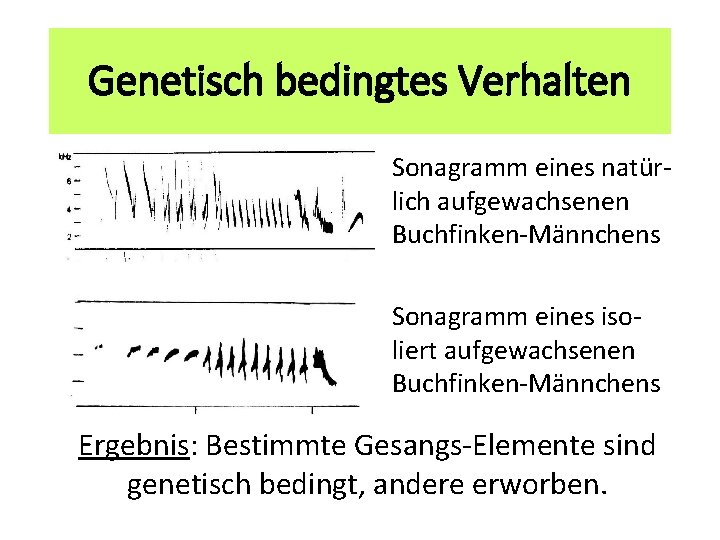 Genetisch bedingtes Verhalten Sonagramm eines natürlich aufgewachsenen Buchfinken-Männchens Sonagramm eines isoliert aufgewachsenen Buchfinken-Männchens Ergebnis: