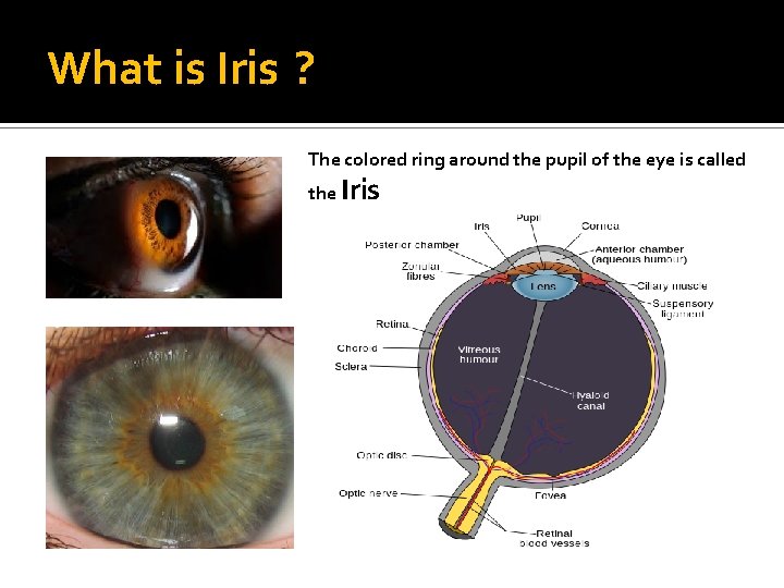 What is Iris ? The colored ring around the pupil of the eye is