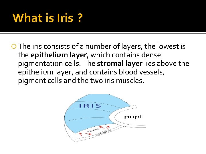 What is Iris ? The iris consists of a number of layers, the lowest