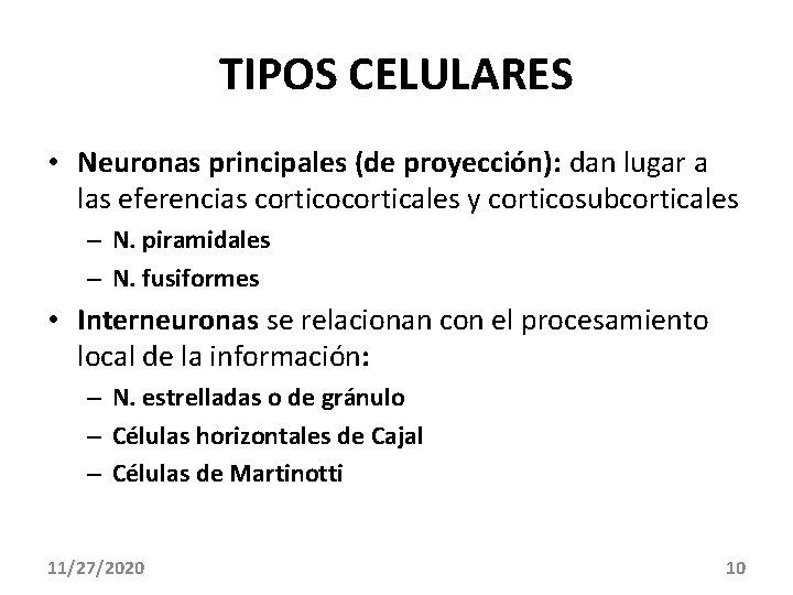 TIPOS CELULARES • Neuronas principales (de proyección): dan lugar a las eferencias corticocorticales y