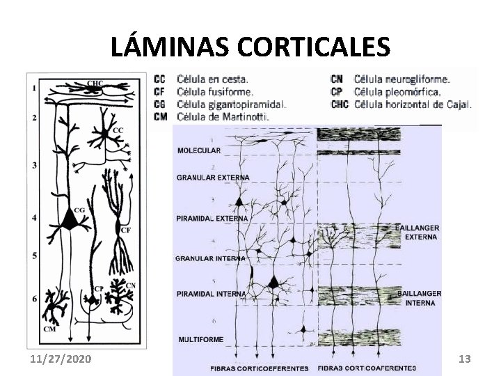 LÁMINAS CORTICALES 11/27/2020 13 