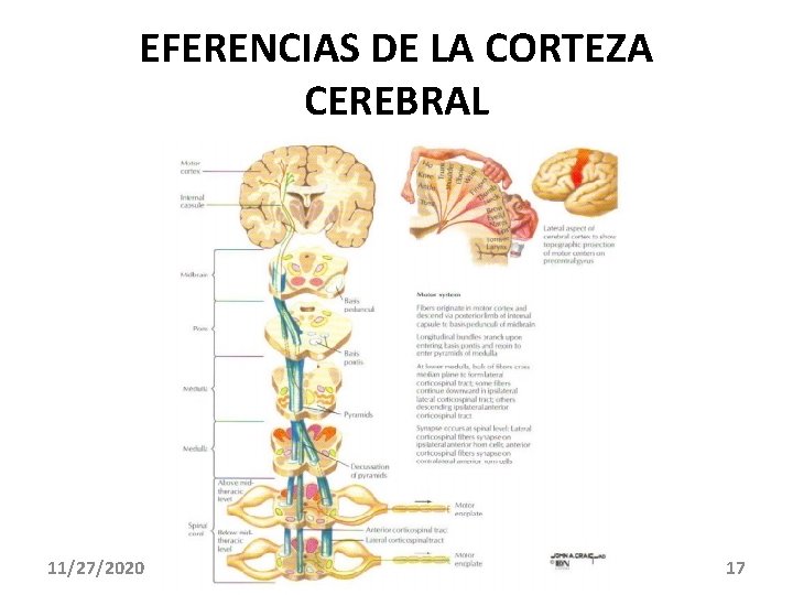 EFERENCIAS DE LA CORTEZA CEREBRAL 11/27/2020 17 