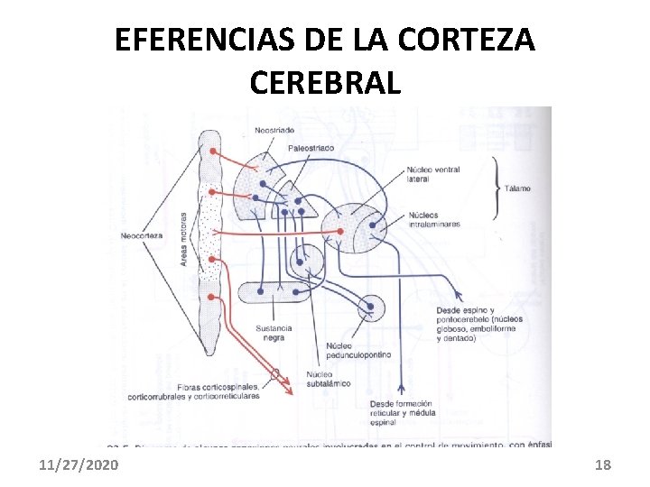 EFERENCIAS DE LA CORTEZA CEREBRAL 11/27/2020 18 