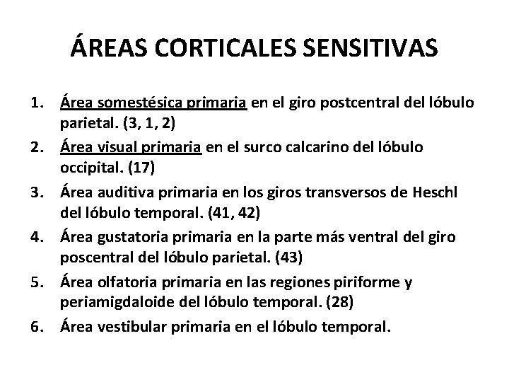 ÁREAS CORTICALES SENSITIVAS 1. Área somestésica primaria en el giro postcentral del lóbulo parietal.