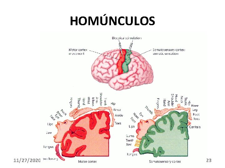 HOMÚNCULOS 11/27/2020 23 